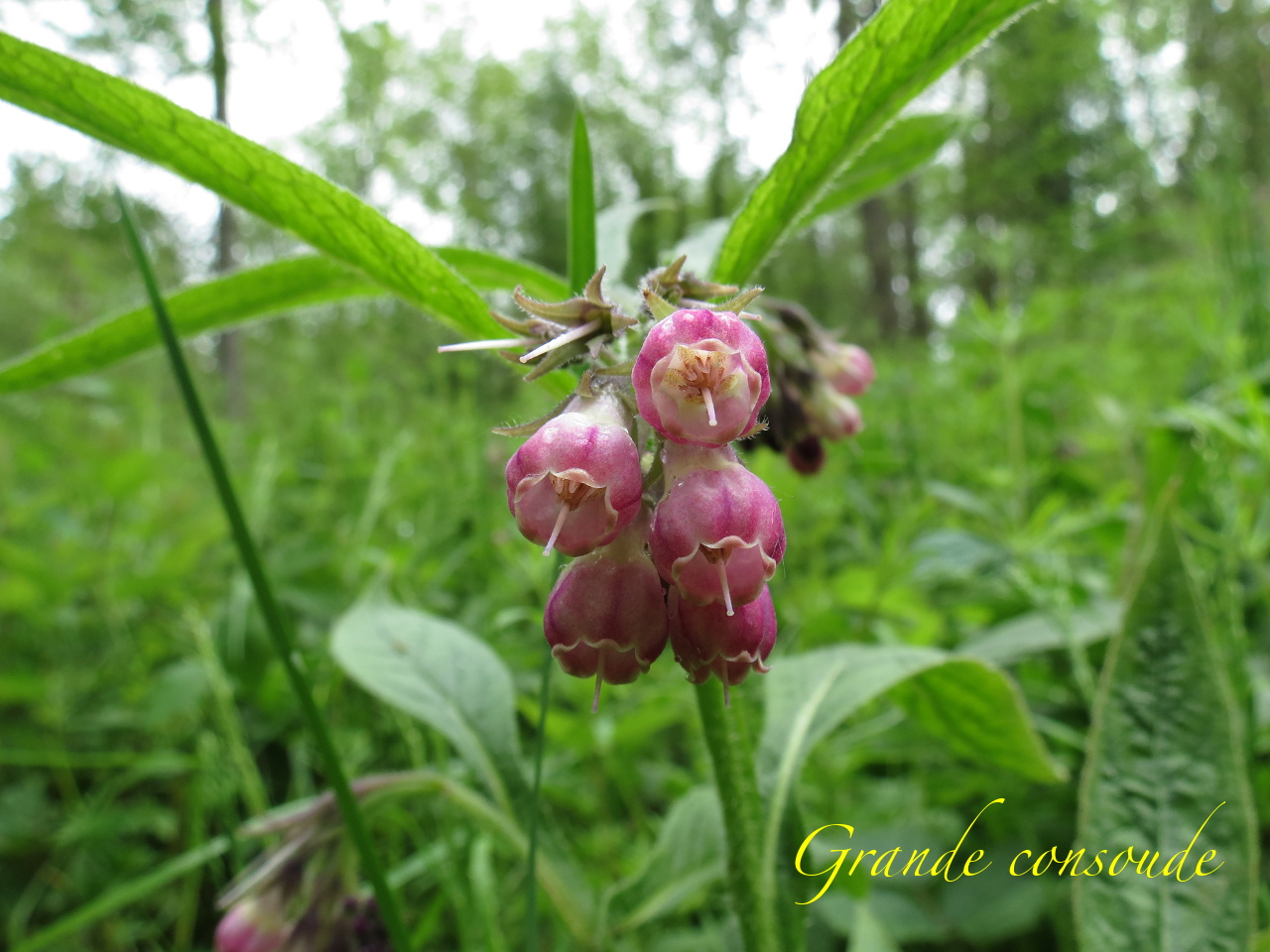 Symphytum officinale 4061t